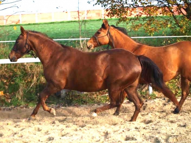 Elad 25 ves quarter horse kanca 