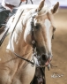 13 ves quarter horse mn 