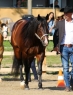 14 ves quarter horse mn 