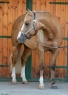 15 ves quarter horse mn 