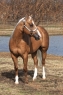 15 ves quarter horse mn 