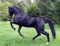 20 ves lipicai mn 