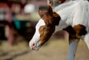 22 ves painthorse mn 