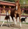 22 ves painthorse mn 