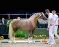 5 ves welsh pni mn 