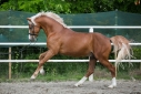 9 ves sportpni mn 