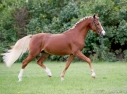 9 ves sportpni mn 