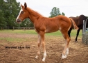 Elad 1 ves appaloosa kanca 