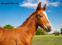 Elad 1 ves appaloosa kanca 