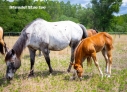 Elad 1 ves appaloosa kanca 