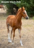 Elad 1 ves appaloosa kanca 