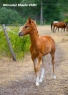 Elad 1 ves appaloosa kanca 