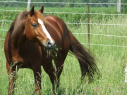 Elad 1 ves appaloosa mn 