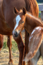 Elad 1 ves appaloosa mn 