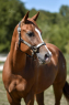 Elad 1 ves appaloosa mn 