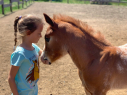 Elad 1 ves appaloosa mn 