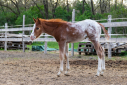 Elad 1 ves appaloosa mn 