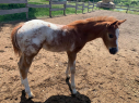 Elad 1 ves appaloosa mn 