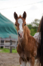 Elad 1 ves appaloosa mn 