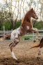 Elad 1 ves appaloosa mn 
