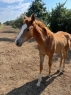 Elad 1 ves painthorse mn 