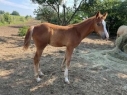 Elad 1 ves painthorse mn 