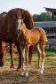 Elad 10 hnapos appaloosa mn 