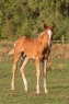Elad 10 hnapos appaloosa mn 