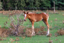 Elad 10 hnapos appaloosa mn 