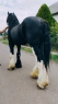 Elad 10 ves shire mn 