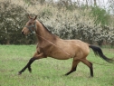 Elad 11 ves akhal-teke kanca 