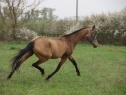 Elad 11 ves akhal-teke kanca 