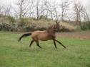 Elad 11 ves akhal-teke kanca 