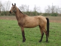 Elad 11 ves akhal-teke kanca 