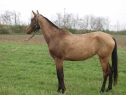 Elad 11 ves akhal-teke kanca 