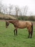 Elad 11 ves akhal-teke kanca 