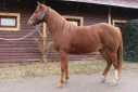 Elad 11 ves appaloosa herlt 