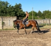 Elad 11 ves hannoveri kanca 