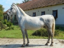 Elad 11 ves lipicai herlt 