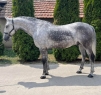 Elad 11 ves lipicai herlt 