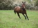 Elad 12 ves akhal-teke mn 