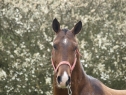 Elad 12 ves akhal-teke mn 