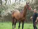 Elad 12 ves akhal-teke mn 
