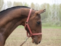 Elad 12 ves akhal-teke mn 