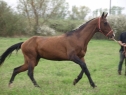 Elad 12 ves akhal-teke mn 