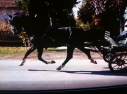 Elad 12 ves holland sportl/KWPN mn 