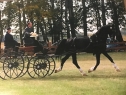 Elad 12 ves holland sportl/KWPN mn 