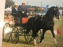 Elad 12 ves holland sportl/KWPN mn 