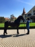 Elad 12 ves kladrubi  kanca 