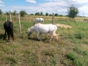 Elad 12 ves nmet classic-pony kanca 